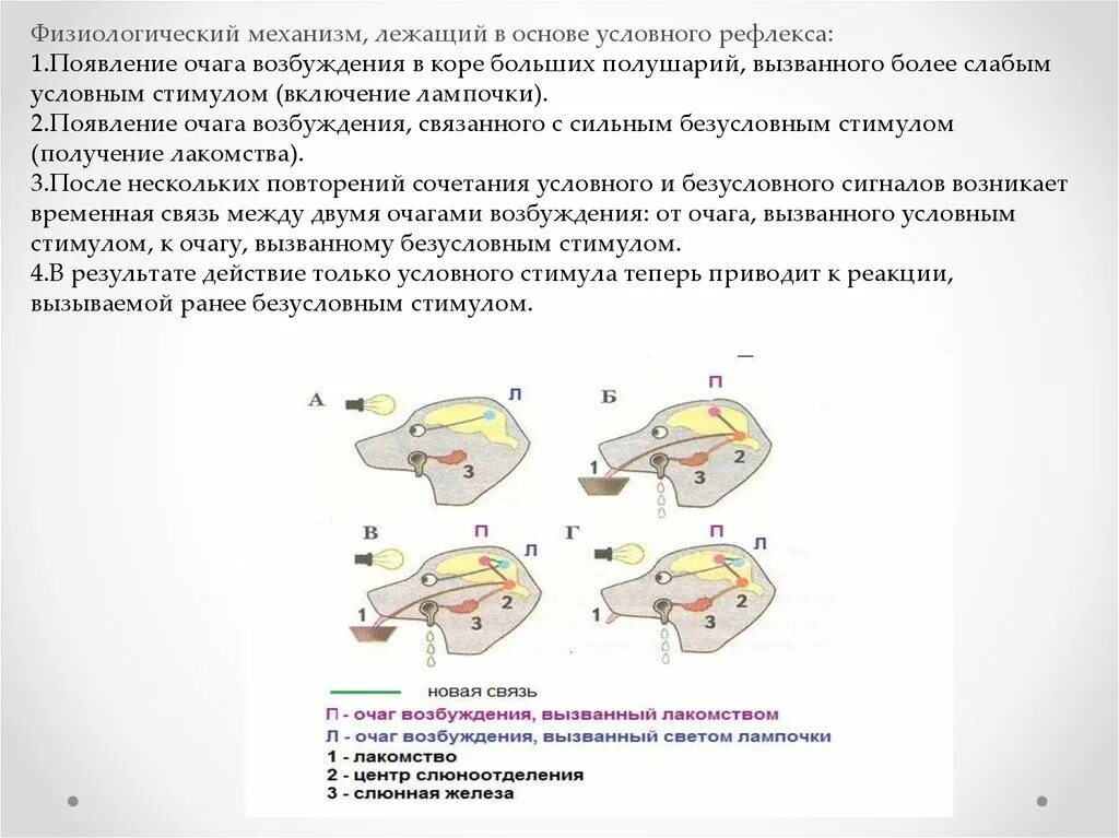 И п павлова рефлекс. Выработка условного рефлекса по Павлову схема. Механизм образования условного рефлекса схема. Схема образования условного рефлекса и. п. Павлов. Механизм формирования дуги условного рефлекса.