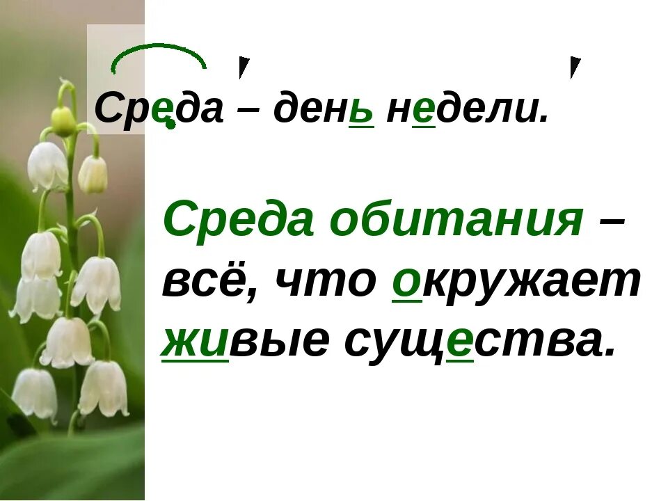 Среда, день недели. Среда день недели и среда обитания. С днем среды. Девиз среды неделя.