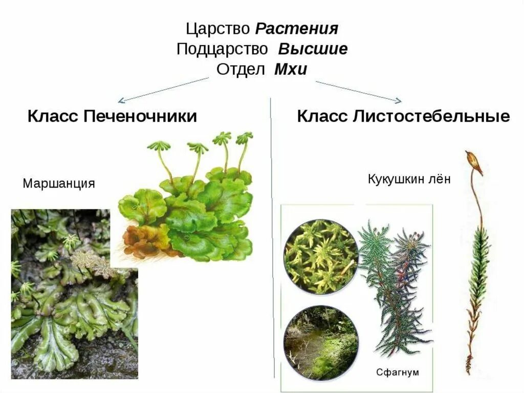 По каким признакам мхи относятся к высшим. Однодольные листостебельные мхи. Представители мохообразных растений. Сфагнум отдел растений. Моховидные растения сфагнум.