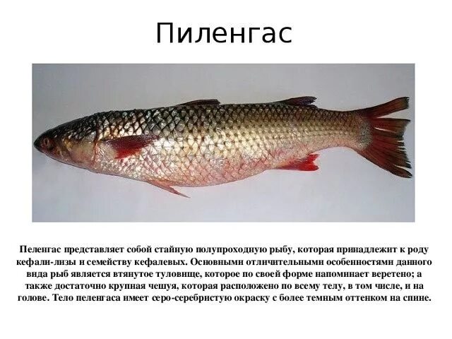 Фотографии из темы: Пеленгас, или Дальневосточная кефаль (Mugil soiuy), страница