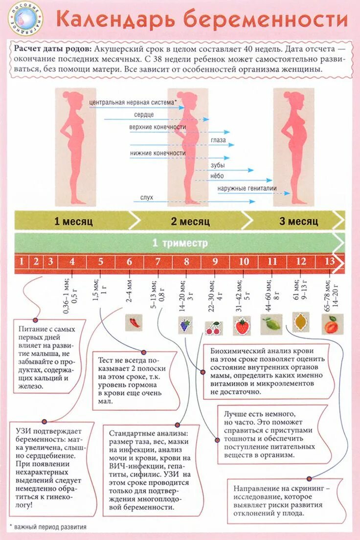 Календарьюеременности. Календарь беременности. Календурь бкоеменности. Алендарь береименности.