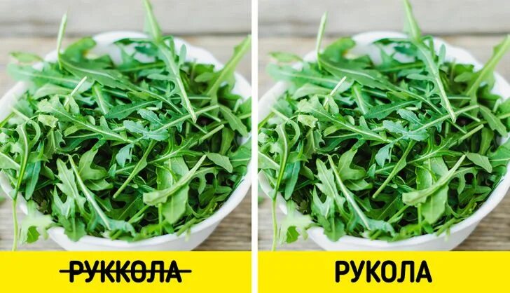 Зелень руккола. Руккола круглолистная. Рукола растение. Индау (руккола) кореянка. Гусеничник посевной руккола.