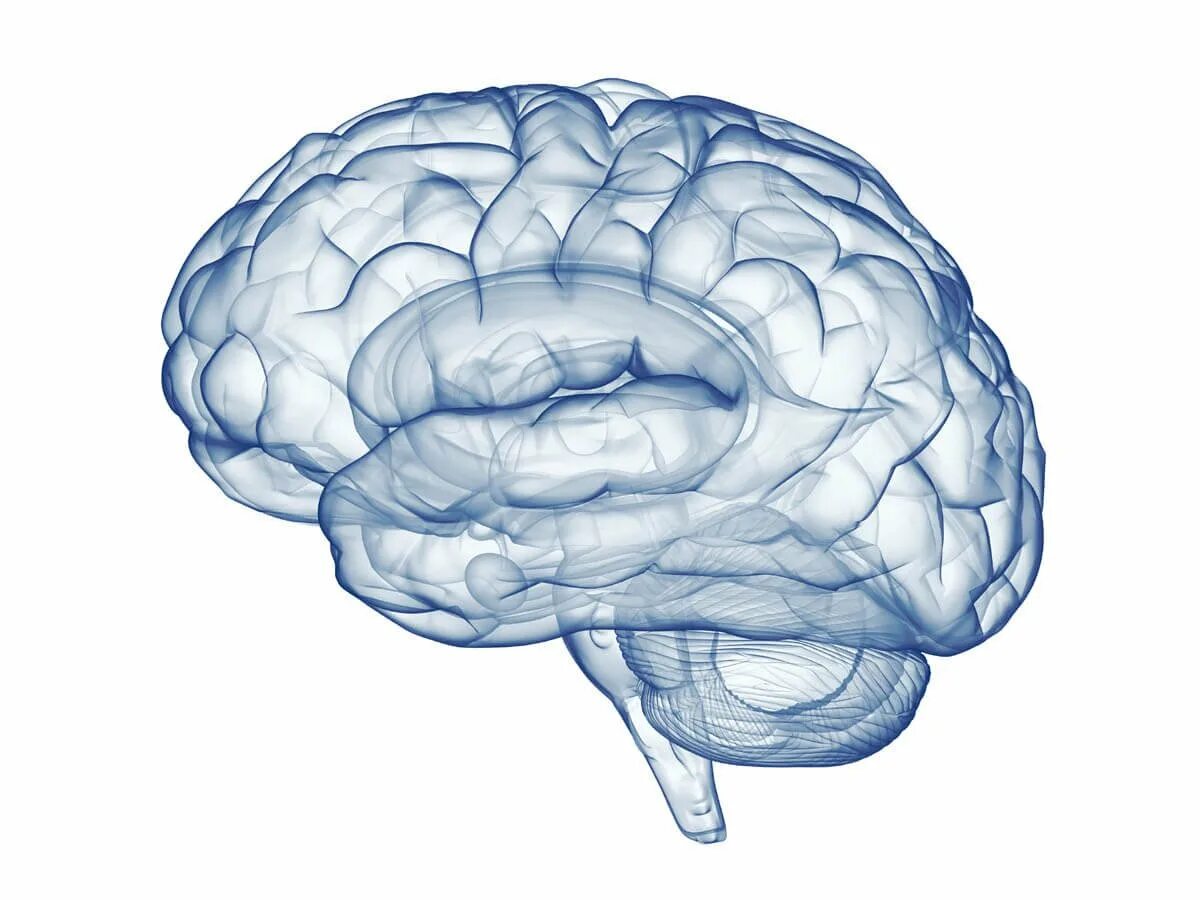 The brain 7