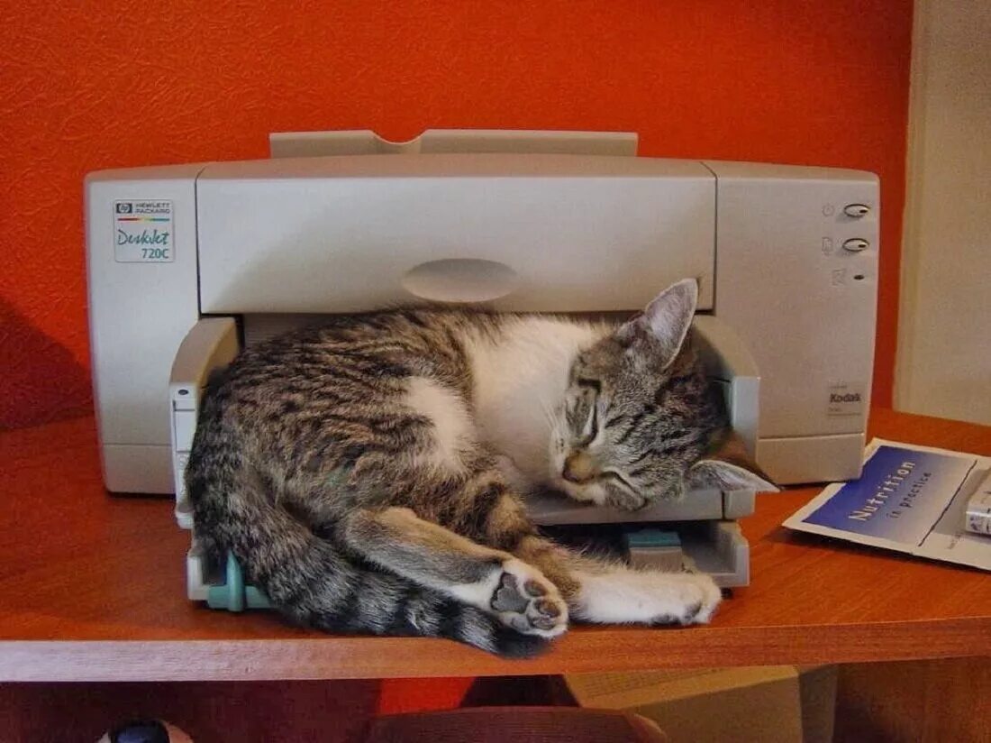 Котик принтер приложение. Прикольный принтер. смешной принтер. принтер прикол. кот и принтер.