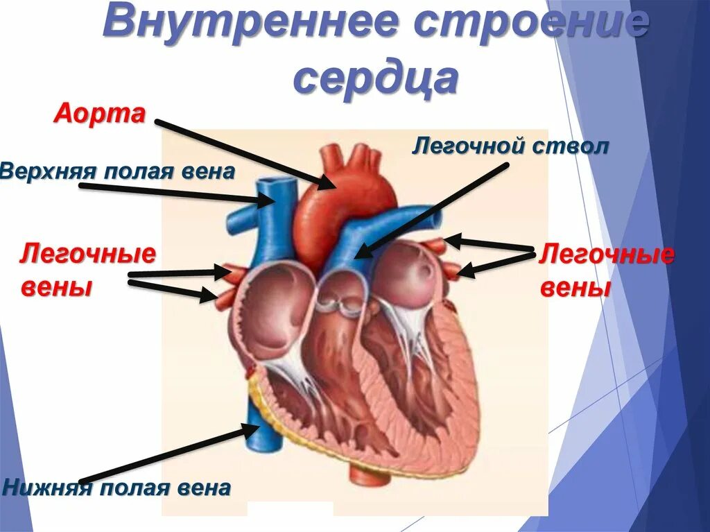 Функция аорты сердца
