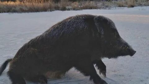 Кабан неожиданно