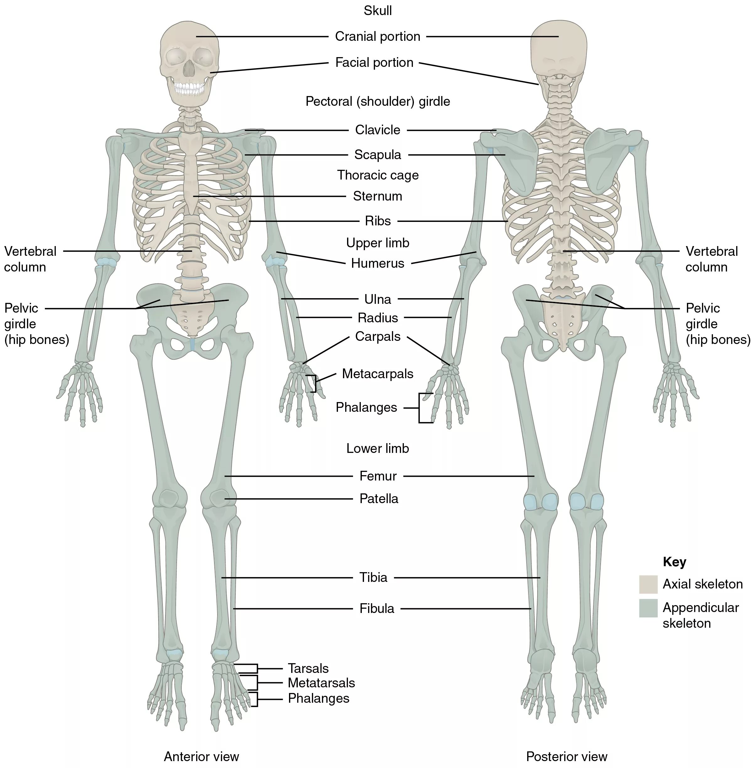 Костная система человека скелет. Кости человека на латыни. Система костей человека скелет. Название костей скелета на латыни. Человек латинское название