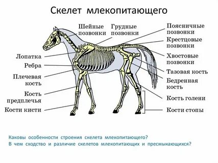 Особенности строения наземные