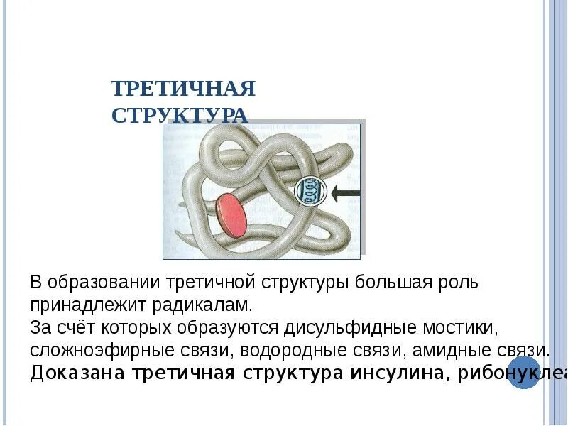 Третичная структура стабилизируется. Третичная структура белка связи. Белок строение третичная структура. Третичная структура белка связи. Белки третичная структура.