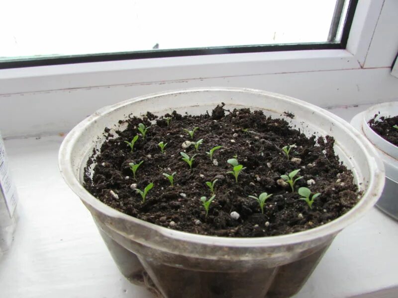 выращивание алиссума из семян на рассаду. алиссум рассада всходы. выращивание алиссума из семян на рассаду. алиссум всходы. алиссум ростки.