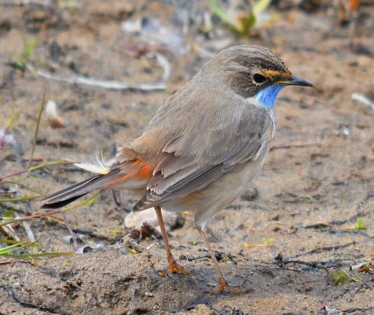степные птицы волгонрад. птицы волгоградской обл. волгоградские птицы. птицы волгограда и волгоградской области. птицы волгоградской области.