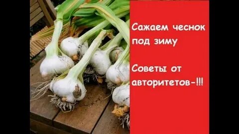 Можно ли после морковки садить чеснок