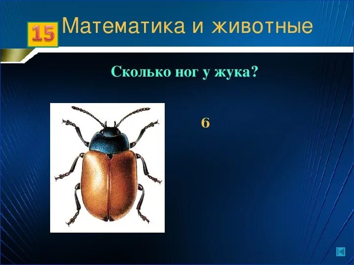 Сколько крыльев у жука. Сколько ног у жука. сколько ножек у жука. количество ног у жуков. сколько лапок у жука.