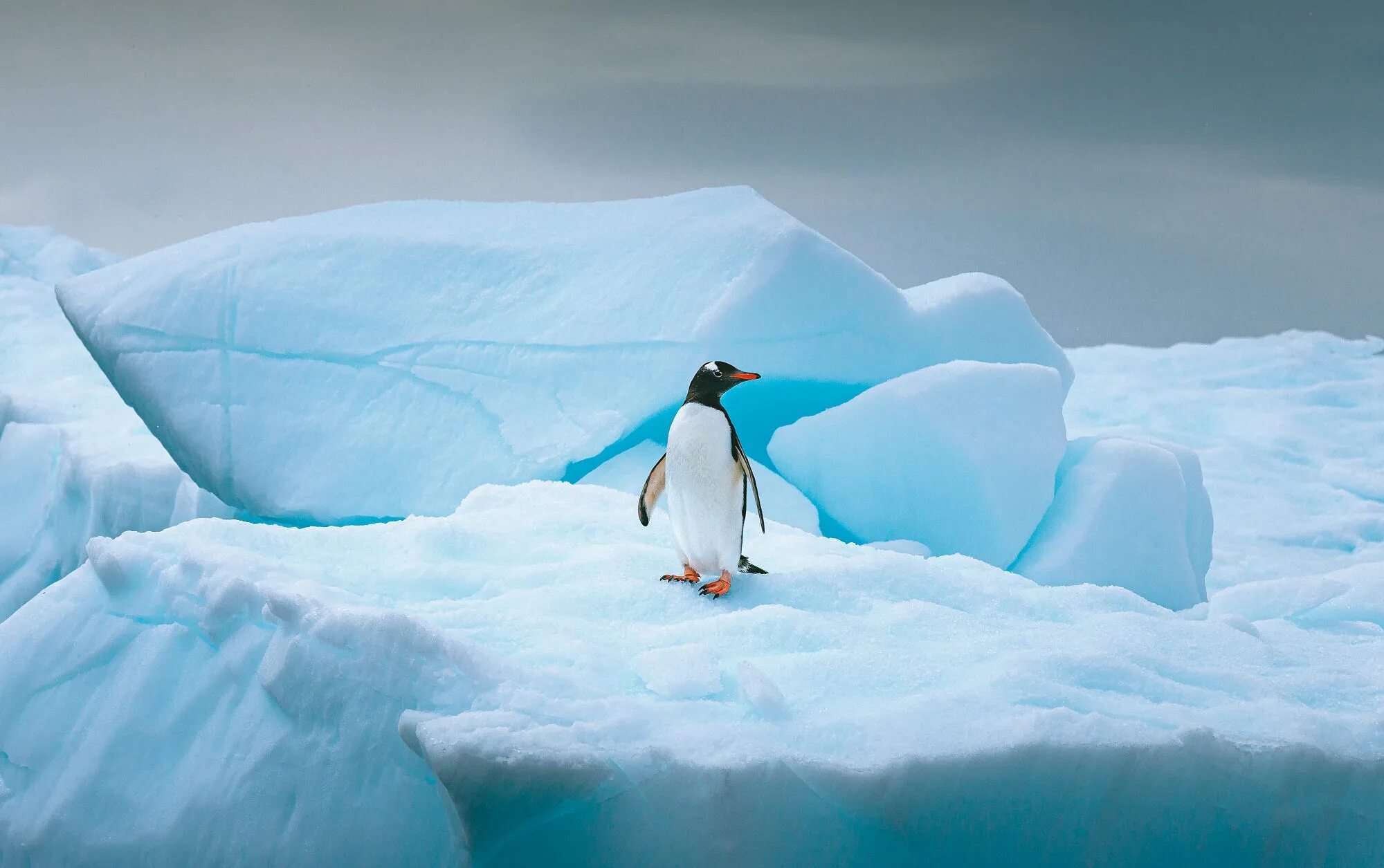 Найти слова льдина. Пенгуин Антарктида. Пингвины в Антарктиде. Пингвины на льдинах. Антарктический Пингвин.