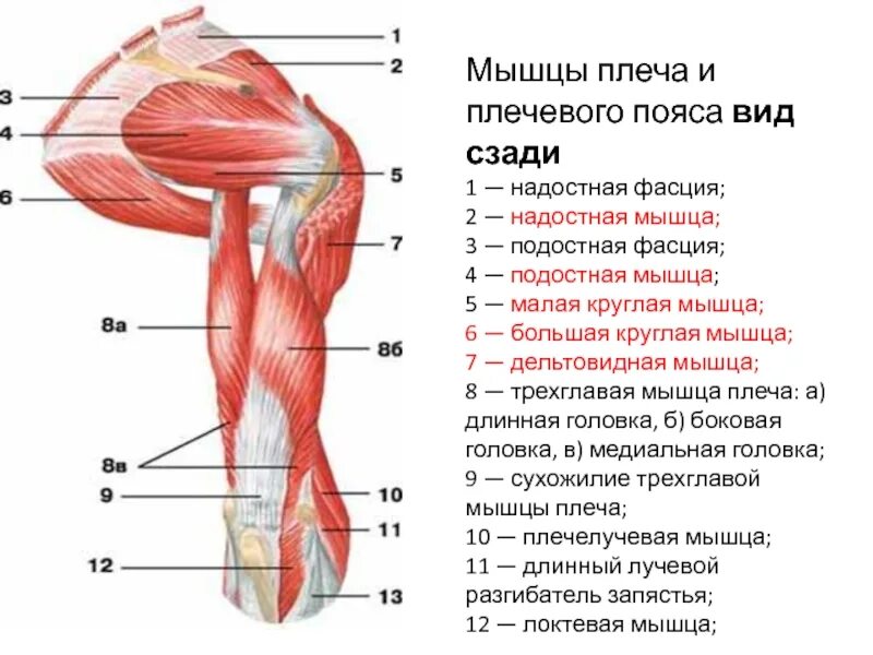 Мышцы приводящие в движение. Мышцы плечевого пояса и плеча вид спереди. Мышцы плечевого пояса и плеча правого вид сзади. Мышцы плечевого пояса вид сзади. Мышцы плечевого пояса анатомия вид сбоку.