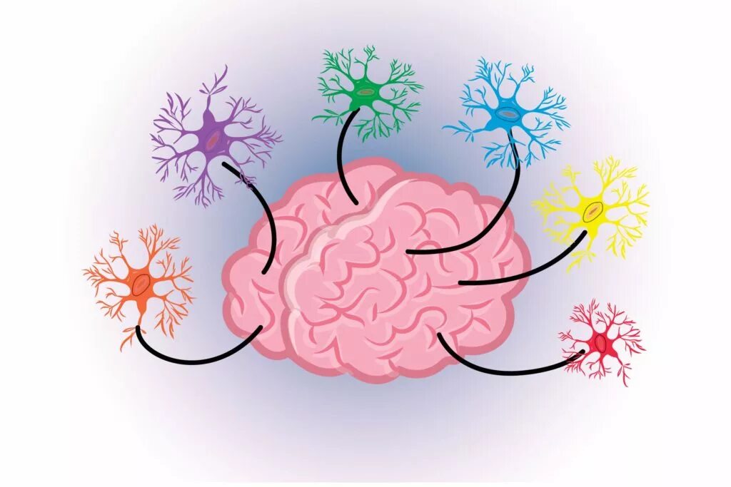 Мозг рисунок. Мозг для дошкольников. Мозг интересные картинки. Brain imaging