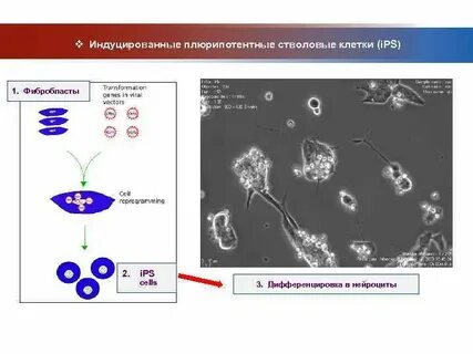Плюрипотентные клетки
