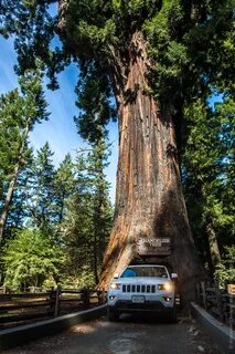 Американские деревья фото