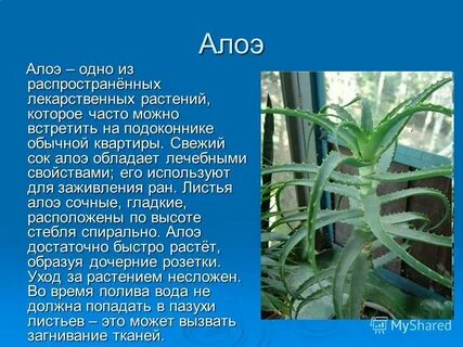 Чем отличается алоэ