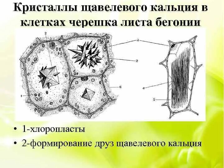 Друзы в клетках черешка листа бегонии. Кристаллические включения в клетках черешка листа бегонии. Кристаллы оксалата кальция в клетках черешка листа бегонии. Друзы оксалата кальция в клетках черешка бегонии. Клетка листа бегонии