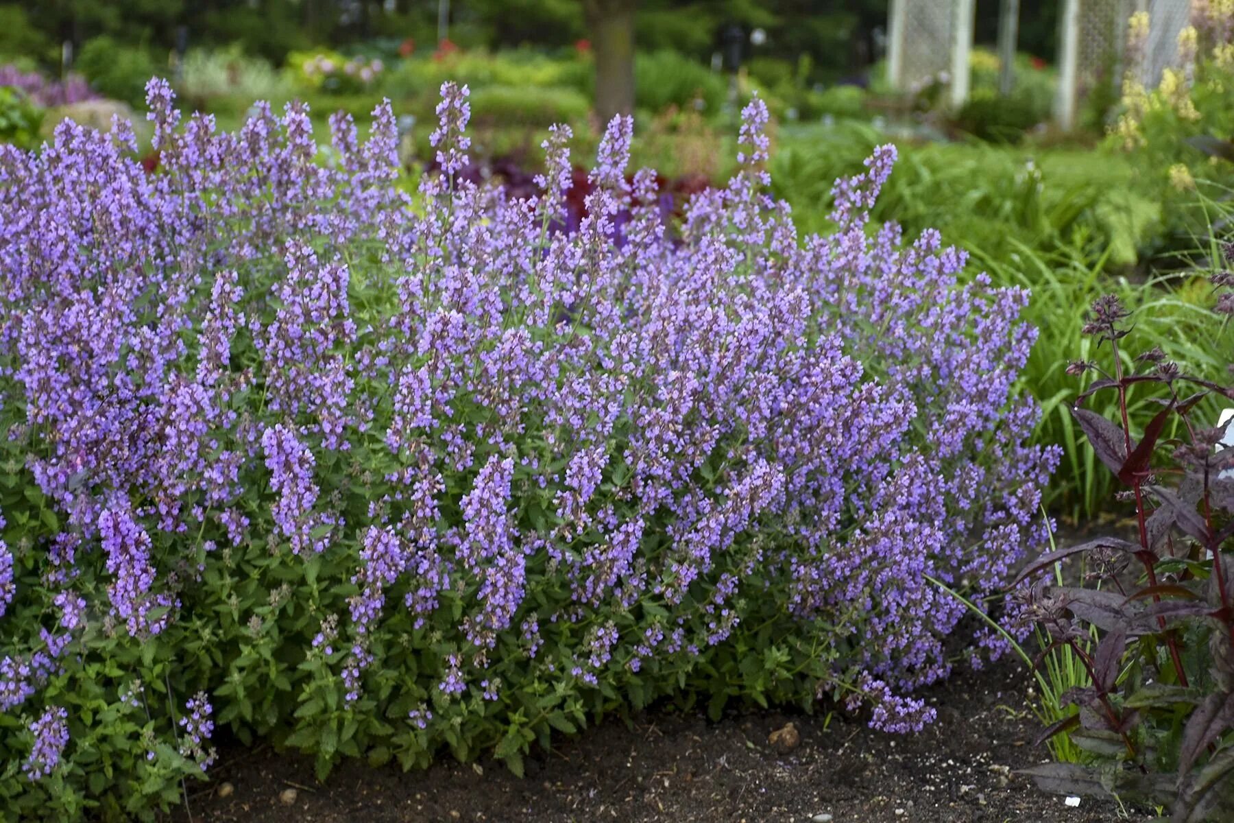 Котовник фассена nepeta. Котовник фассена сикс хиллс гиант. котовник (nepeta). котовник фассена уолкерс лоу. котовник блю вандер.