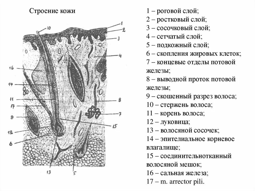 Послойное строение кожи анатомия. Строение кожи и волоса схема. Строение кожи слои схема. Структуры кожи с обозначениями.