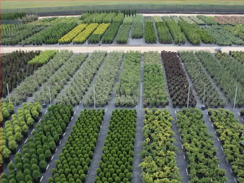 питомник саженцы. саженцы москва и подмосковье. туя 10 см. питомник растений ёлы-палы тольятти. питомник савватеевых в тульской области.