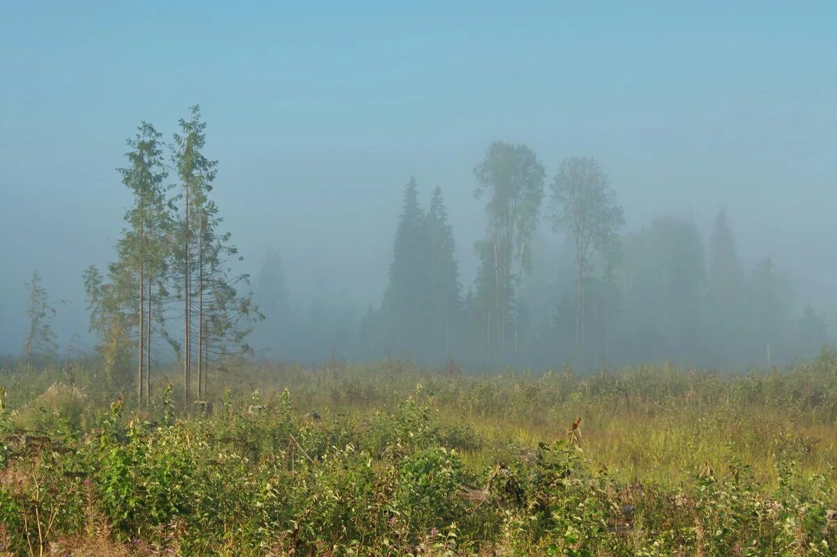 Родные перелески. Проселки перелески. Березовый перелесок. Перелесок небольшой лес. Просёлки иперелески России.