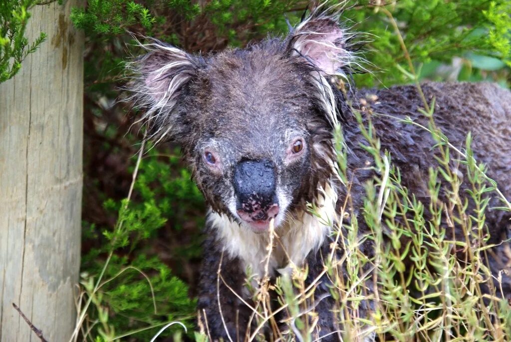 Коала страшная. Мокрая коала коала. Мокрая Куала Куала страшная. Мокрая коала.