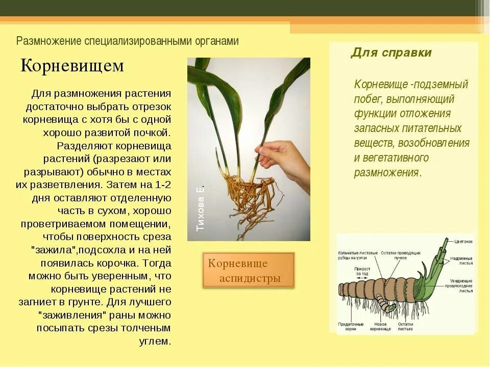 Размножение корневищем примеры