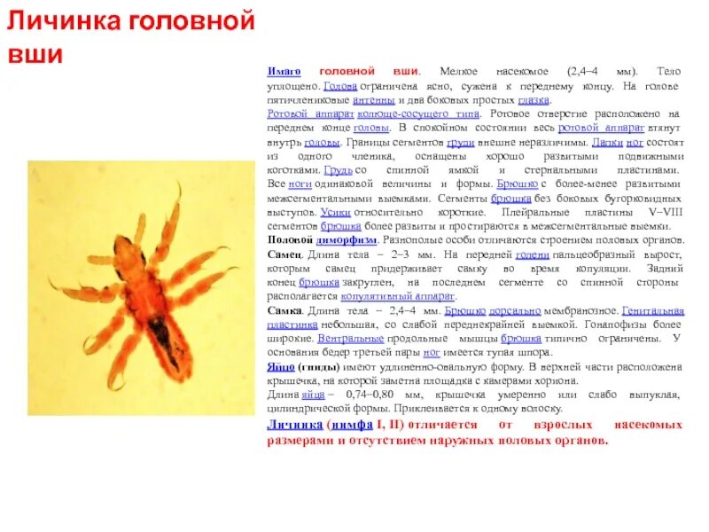 Головная вошь внешнее строение. Самка головной вши строение. Внешнее строение головной вши. Головная вошь микропрепарат.