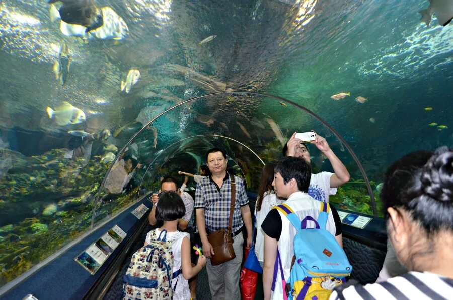 Океанариум таганрог. Океанариум в чеджу. Мельбурнский аквариум австралия. Океанариум в тайланде паттайя. Океанариум время работы.