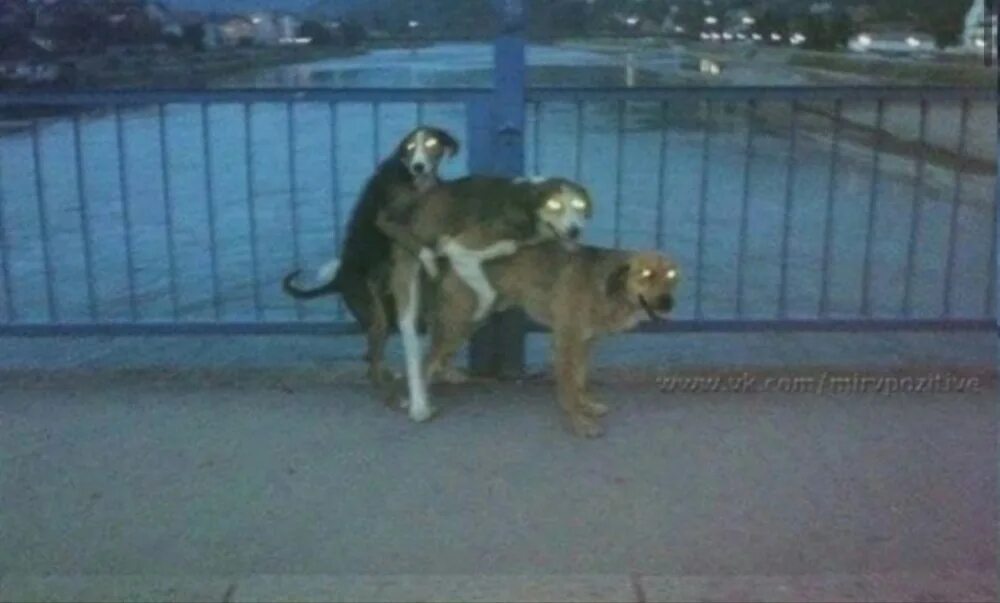 Овчарок и далматинов. Девушка и собака любовь. Собака слиплась с девушкой. Собаки ебутся в темноте. Собаки плодятся.