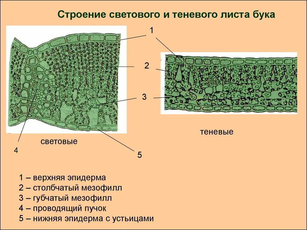 Слой клеток листа. Клеточное строение теневого и светового листа. Внутреннее строение теневого и светового листа. Строение световых и теневых листьев. Строение мезофилла листа.