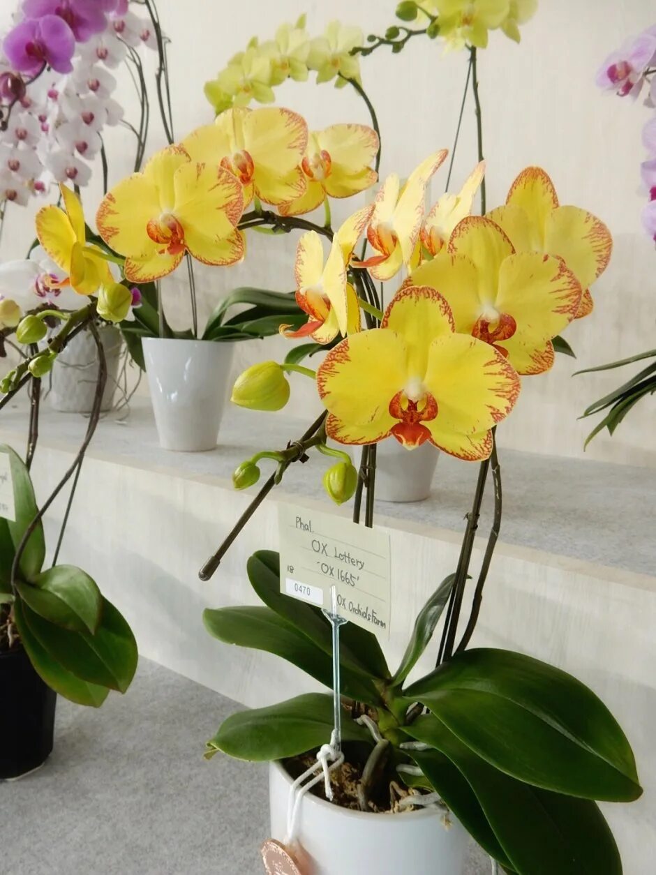 P.Yen Shuai Sweet Girl Shiny Girl Passiflora.ru - Сервис коллективных заказов