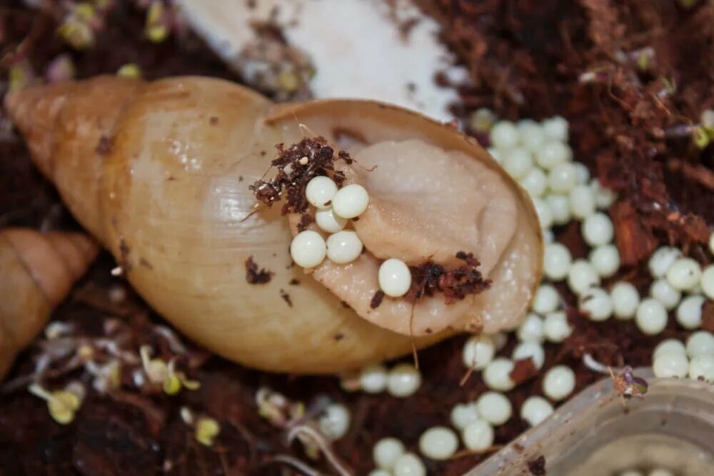 Ахатина фулика (Achatina Fulica). Улитка фулика альбино. Ахатина фулика яйца. Яйца улиток ахатин. Улитка ахатина откладывает яйца