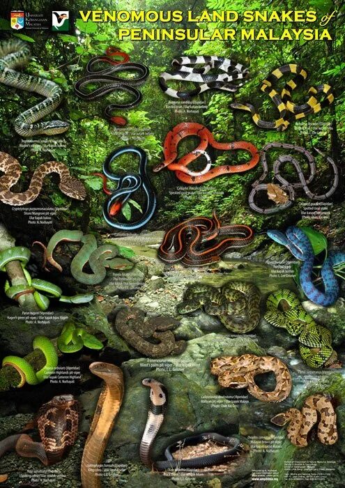 Плакат змеи. Герпетология это наука. Летающие змеи фауна. Герпетология изучает