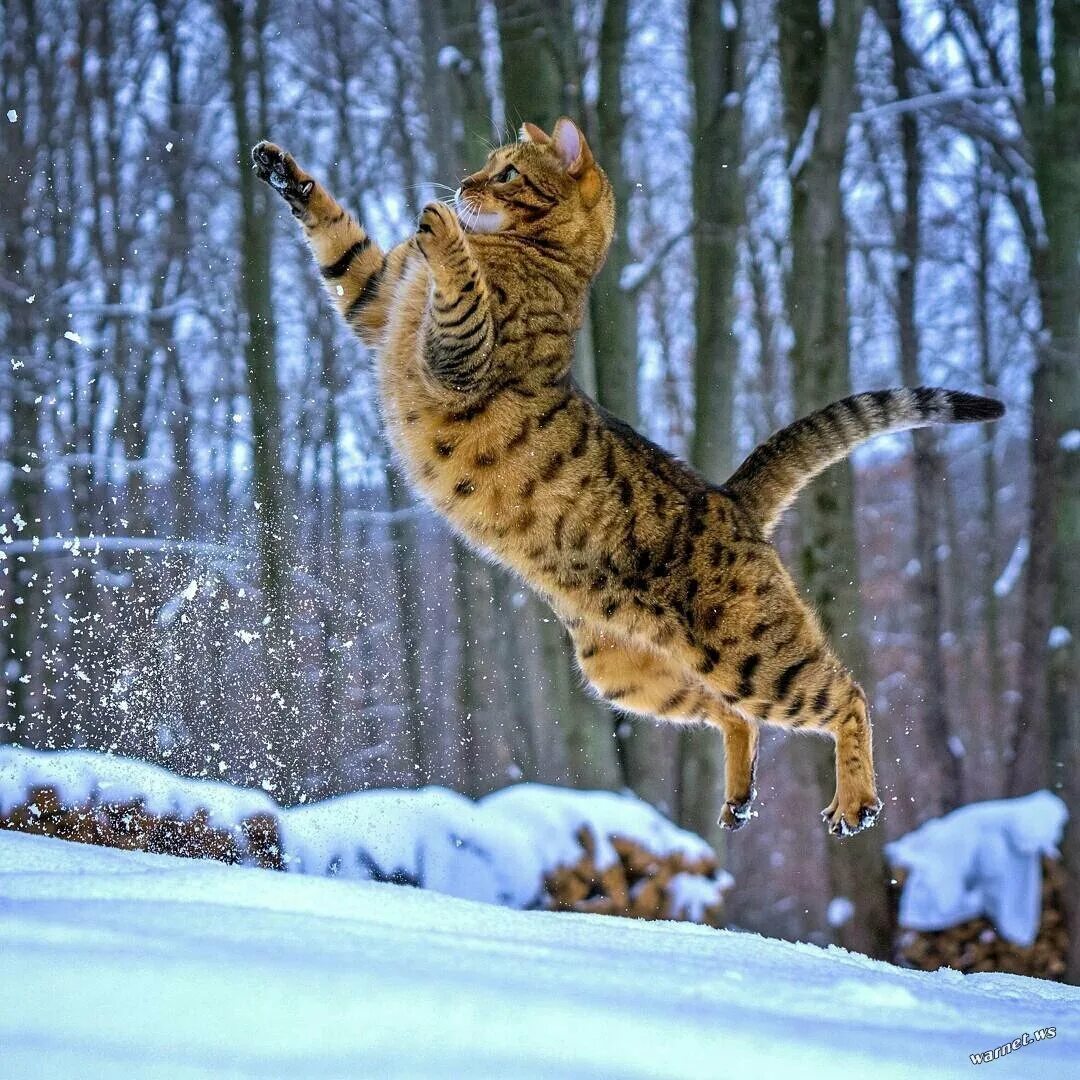 Скачущие коты