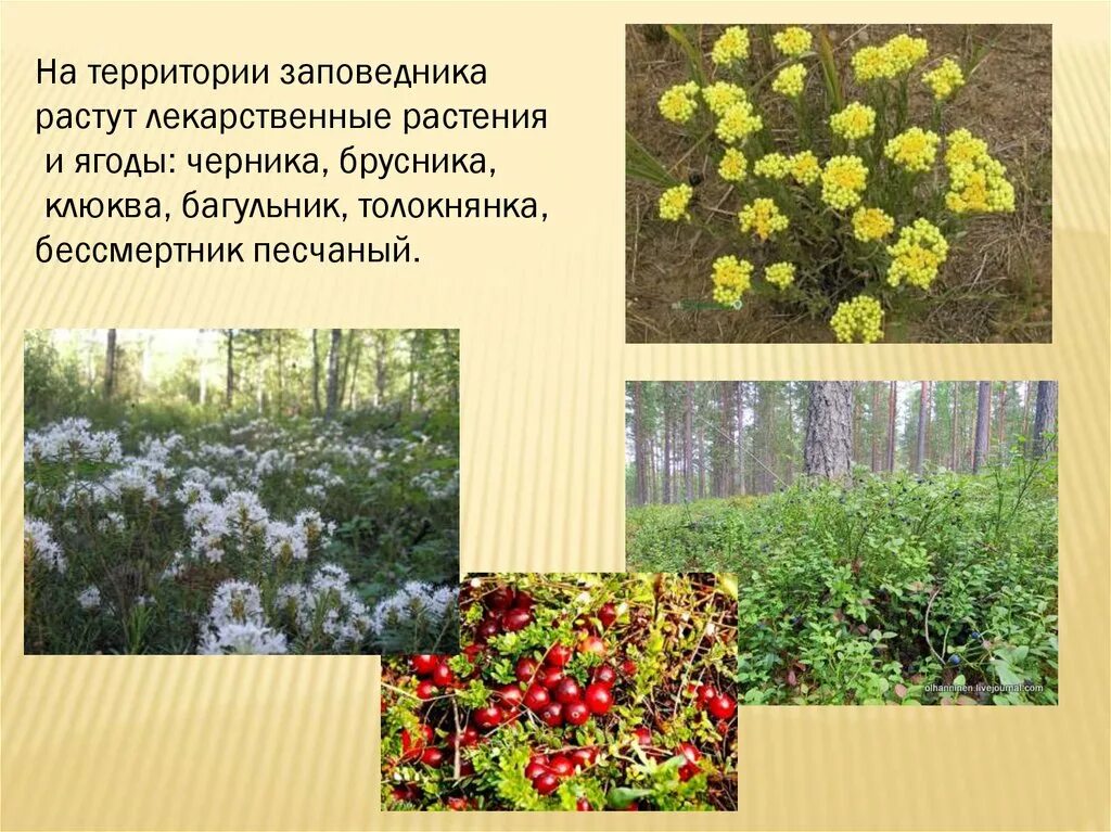 Совокупность определенных видов растений произрастающих на. Произрастающие растения. Какие растения растут. Какие растения на территории. Растения лекарственные травы ягоды.