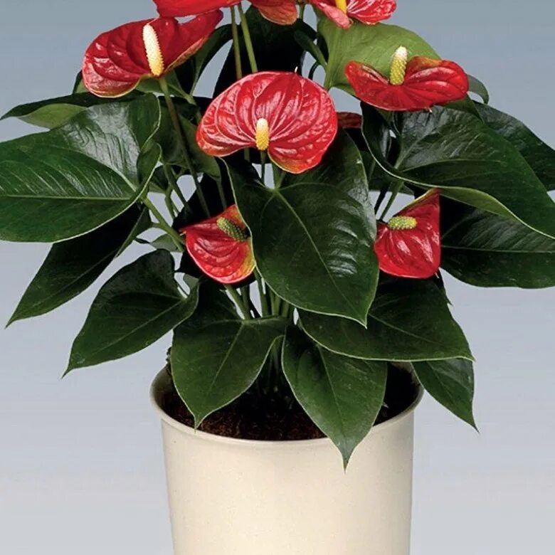 Комнатный цветок 8. Примула цветок в горшке. Антуриум андре красный. Комнатный цветок 8. Комнатные цветы.