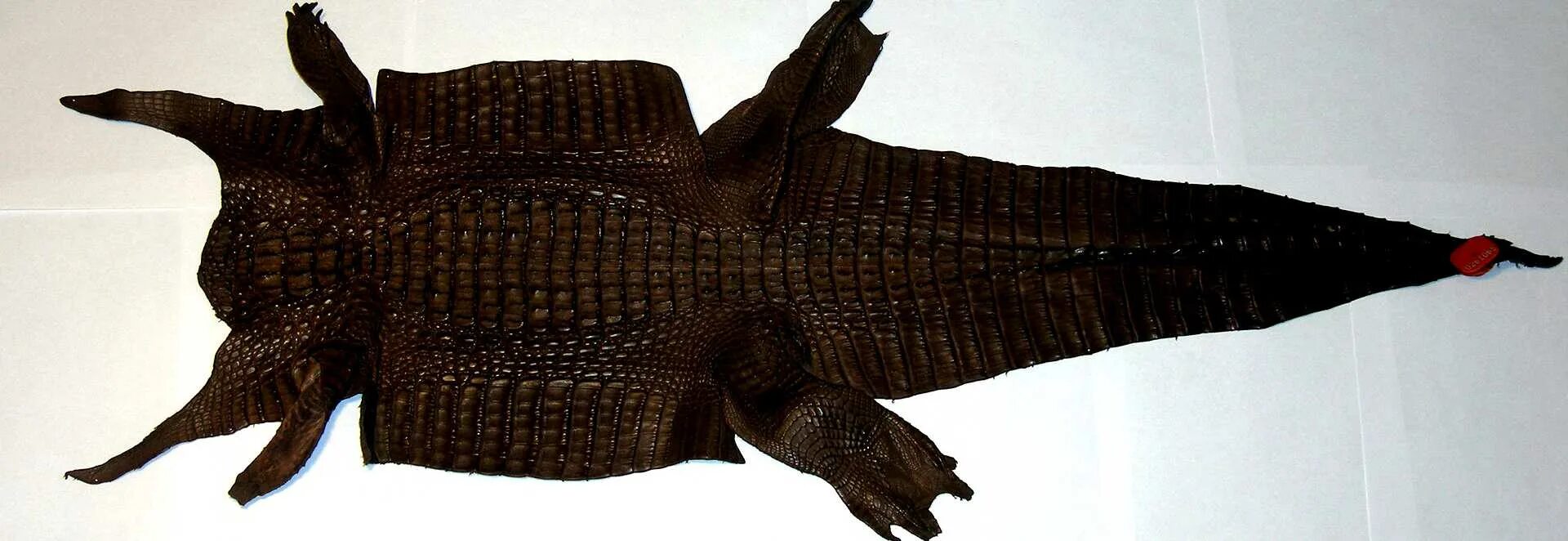 Змея крокодил акула. «Кожа крокодила». Выделанная кожа крокодила. Шкурка крокодила. Кожа крокодила живого.