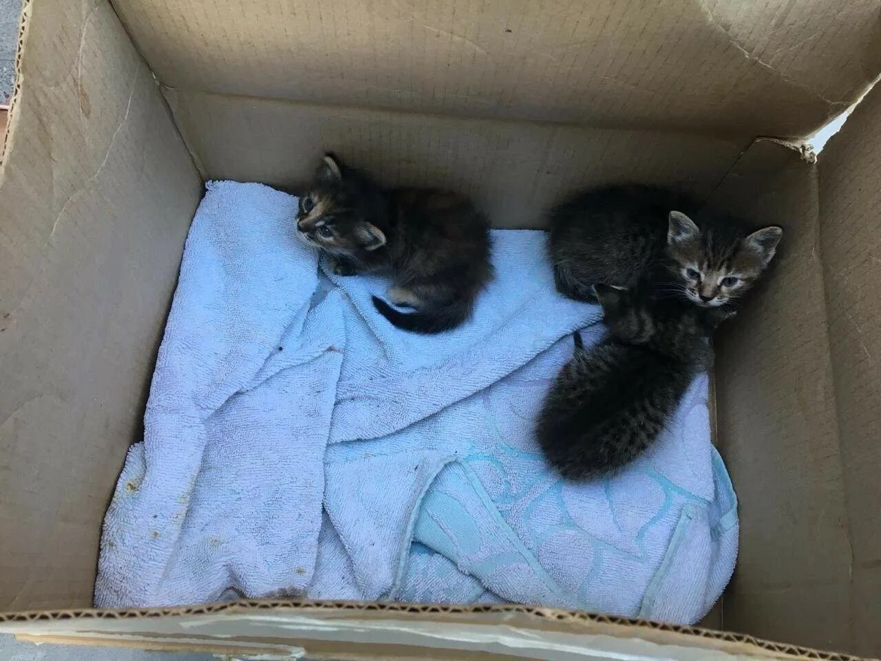 Котята в добрые пенза. Котята в коробке. маленькие котята в коробке. коробка с котятами. котенок в коробочке.