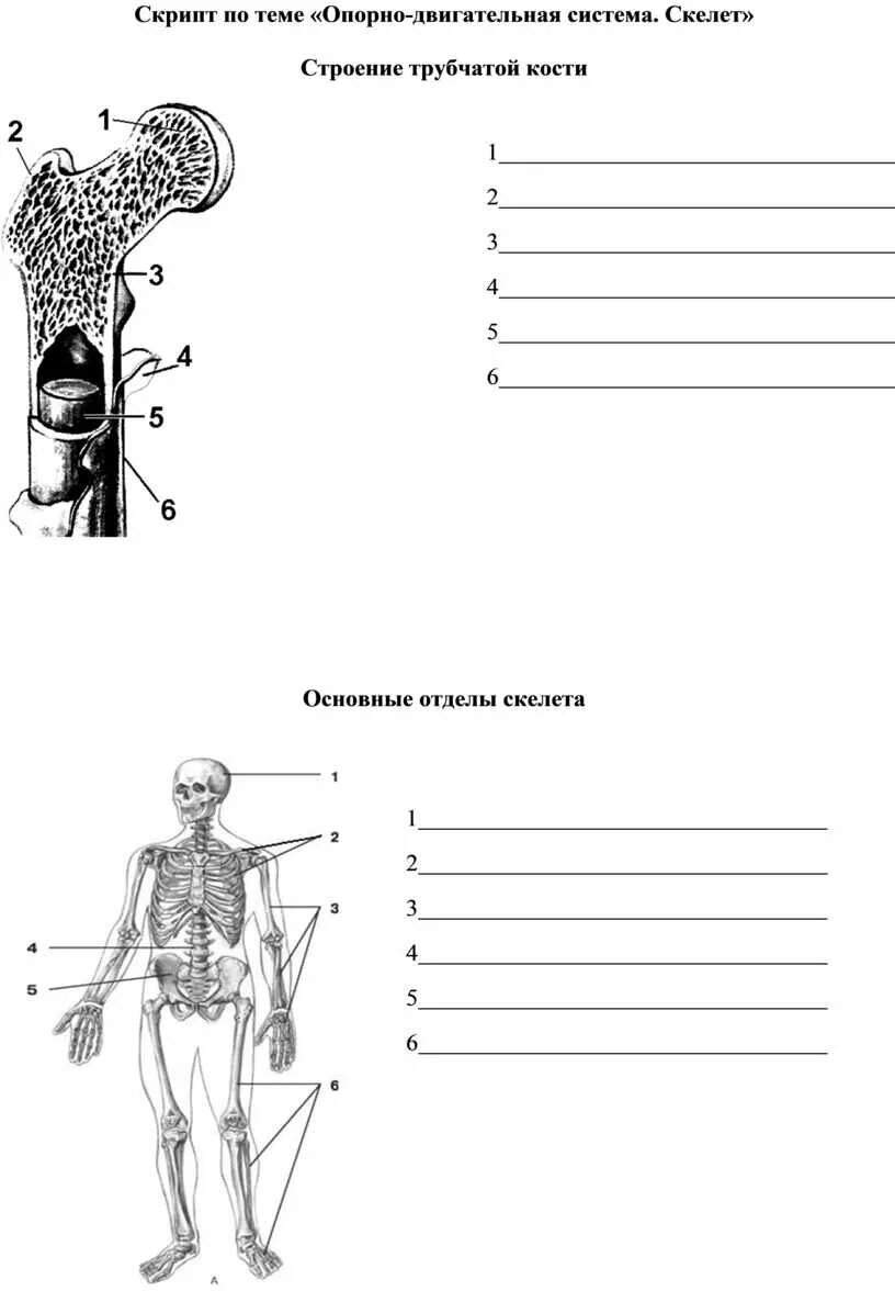 Тест по скелету человека с ответами. Тест по скелету человека с ответами