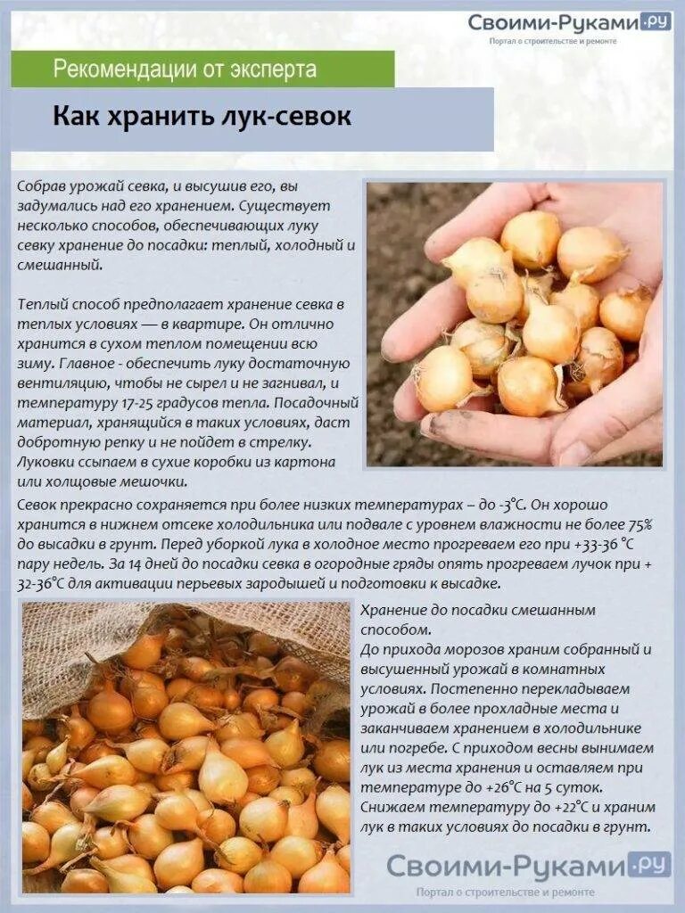 Лук хранить при температуре. Лук севок.