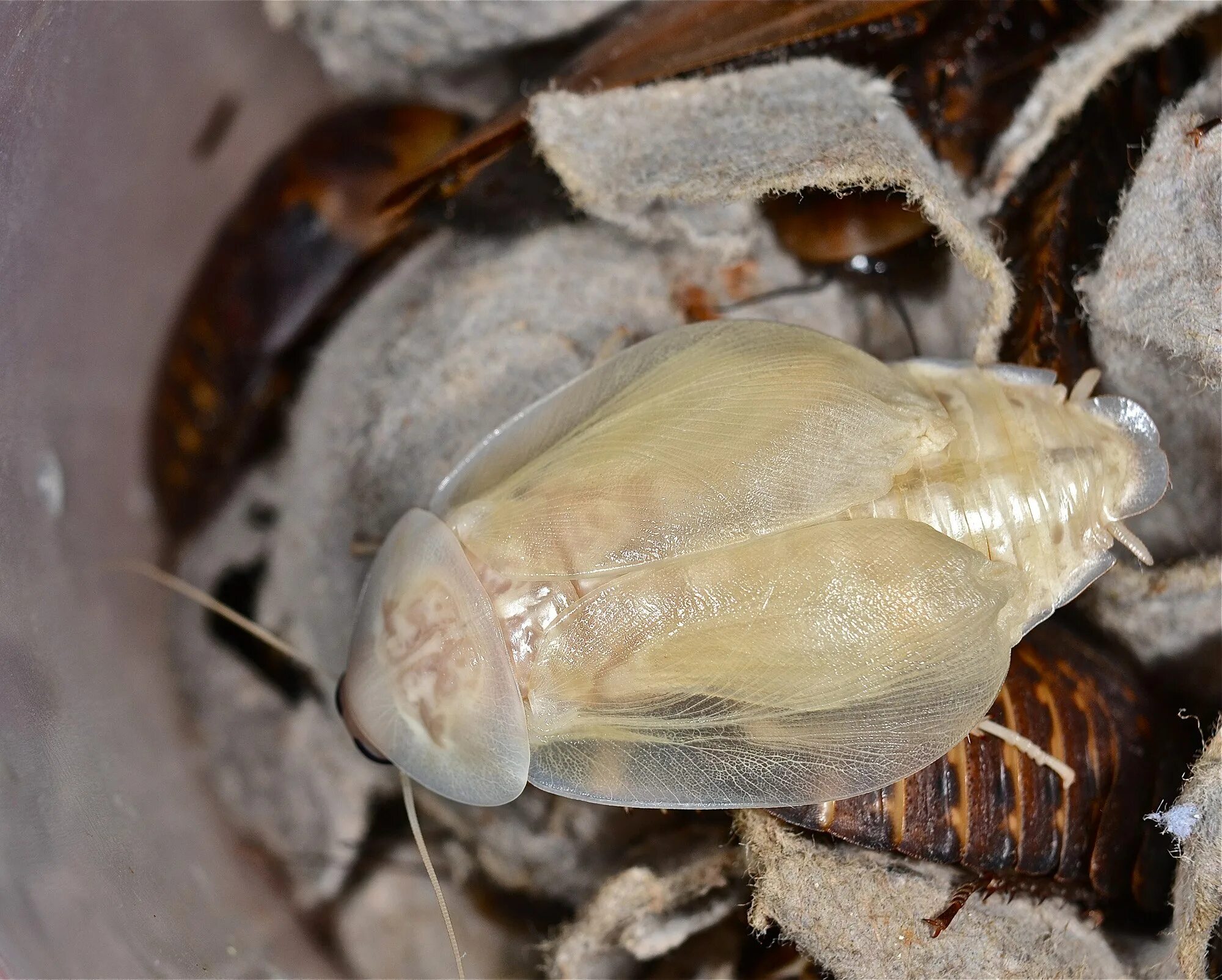 Линек личинки. Мадагаскарский таракан альбинос. Белый мадагаскарский таракан. Прусак альбинос. Линька мадагаскарского таракана.