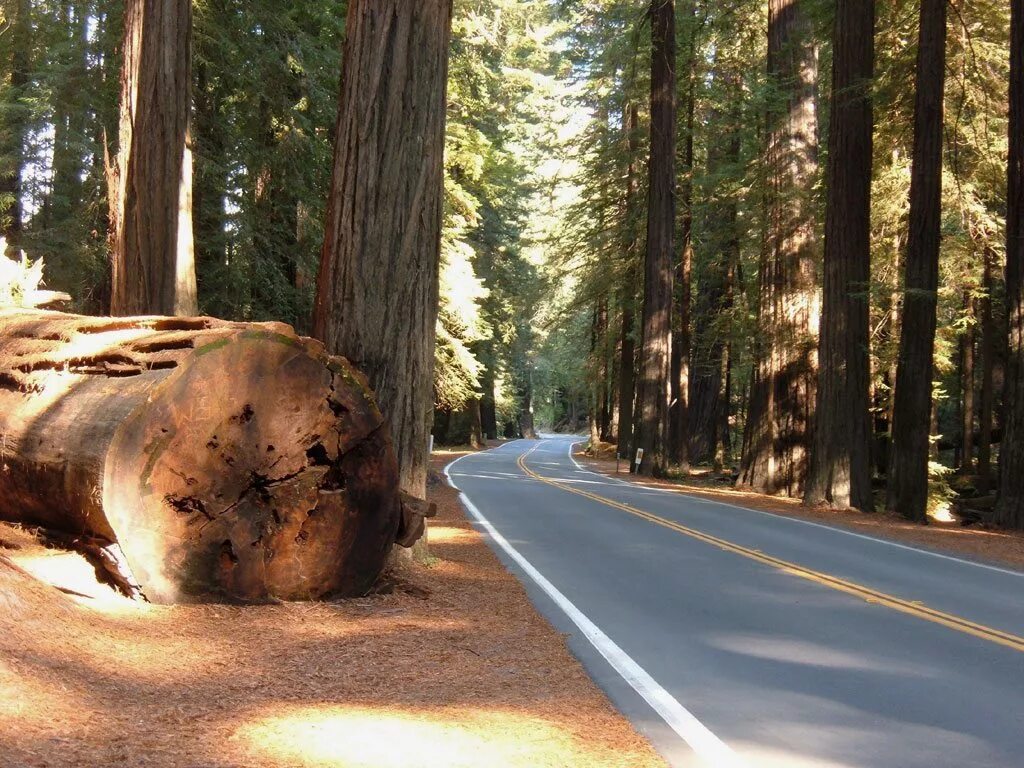 Калифорния Redwood Highway. Лес в Америке. Дороги в США лес. Лес в Северной Америке с дорогой.