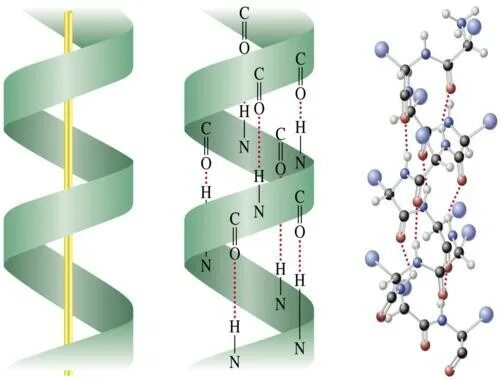Вторичная структура белка спираль. Альфа спираль вторичной структуры белка. Альфа структура вторичной структуры белка. Альфа спираль вторичной структуры.