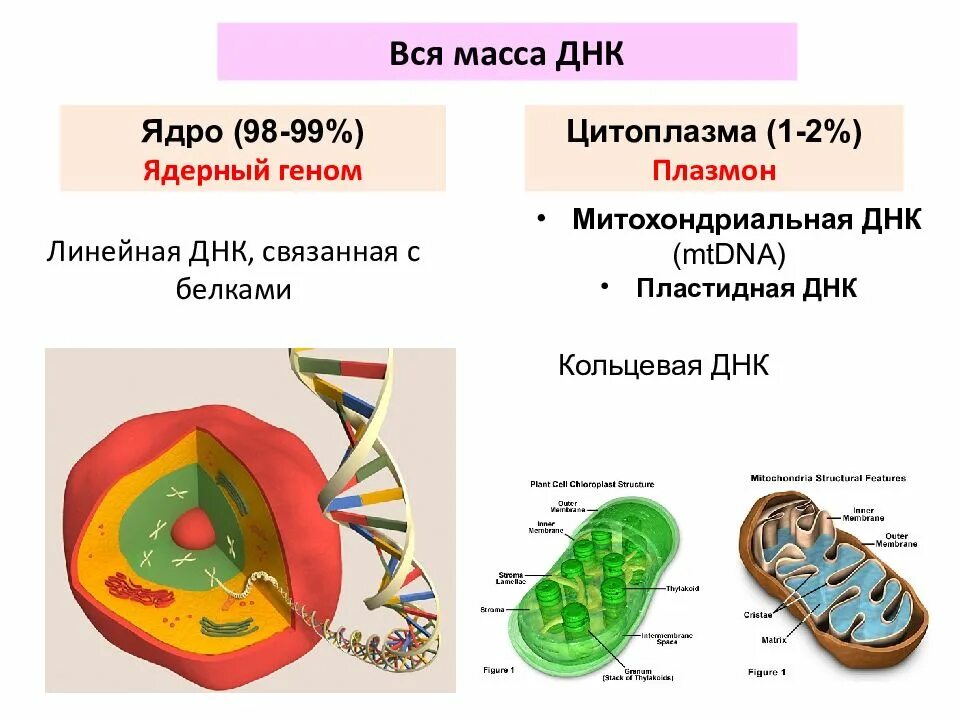 Хромосомы в ядре. Уровни упаковки днк. Днк ядра. Где находится днк в клетке. Днк ядра.