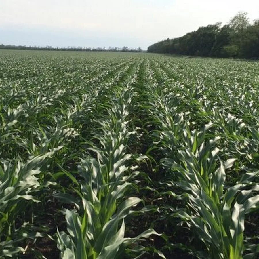 Довсходовое боронование кукурузы. Хорш междурядная культивация. Можно лазуритом обрабатывать кукурузу. Культивация подсолнечника крн 5. Всходы кукурузы.