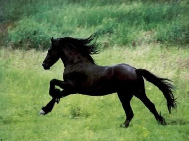 93) Horses & Freedom - horse running through the water. Horses, Pretty horses, B